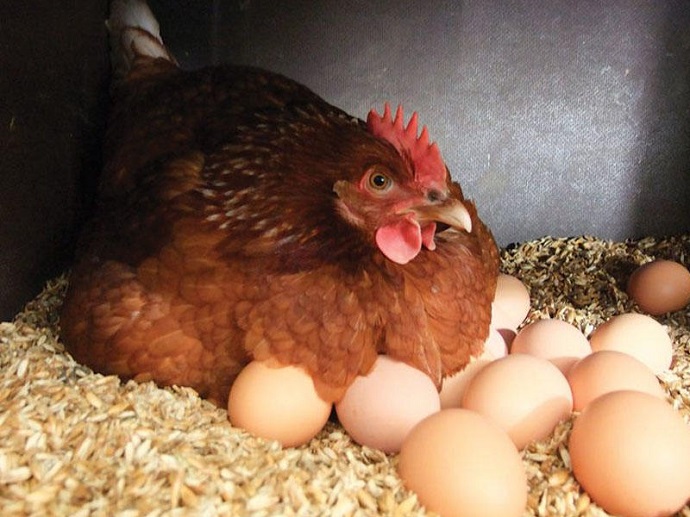 Yumurtanın qiyməti ucuzlaşır, bəs quş əti nə vaxt ucuzlaşacaq? – AÇIQLAMA