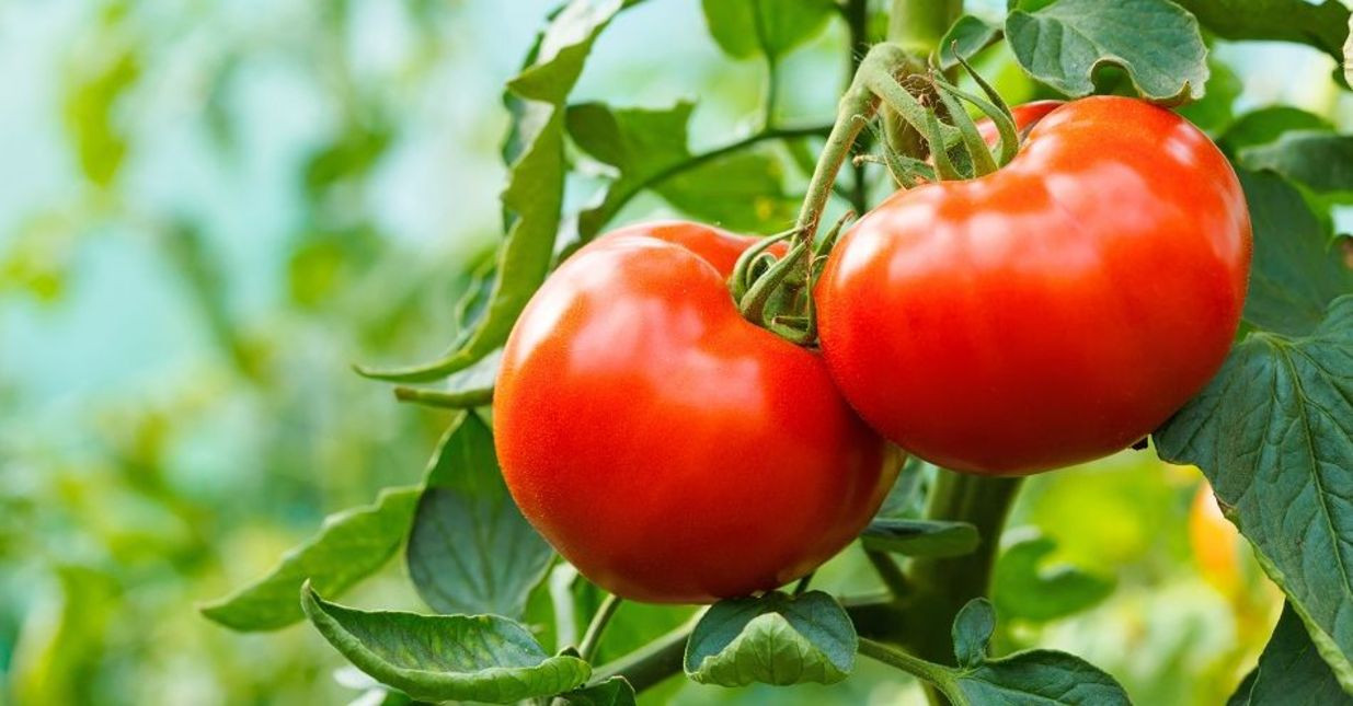 Azərbaycandan pomidor ixracı yenidən sürətlənib