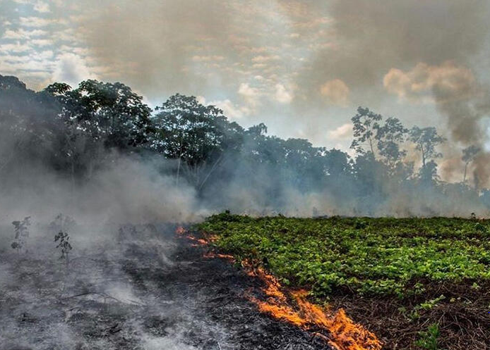 Leonardo Di Kaprio Amazon meşələri üçün 5 milyon dollar BAĞIŞLADI