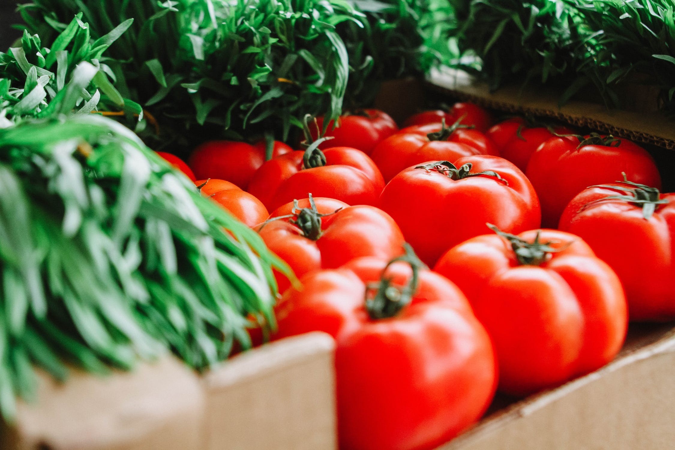 Azərbaycan bu ilin 8 ayında 142 milyon dollarlıq pomidor ixrac edib