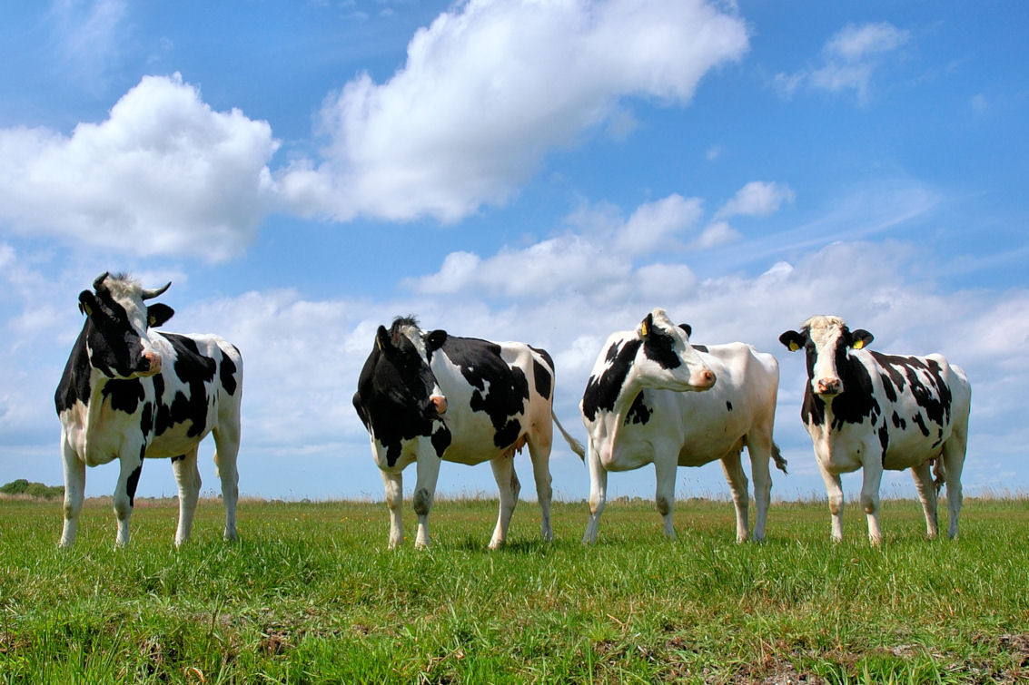 Лизинговая госкомпания отбирает услуги для страхования породистого скота и сельхозтехники